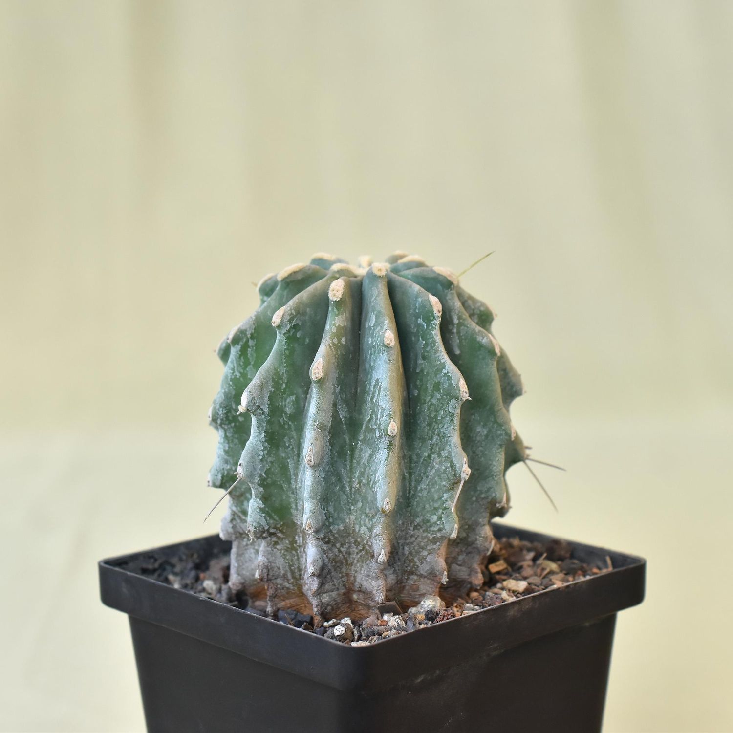 Ferocactus glaucescens Inermis