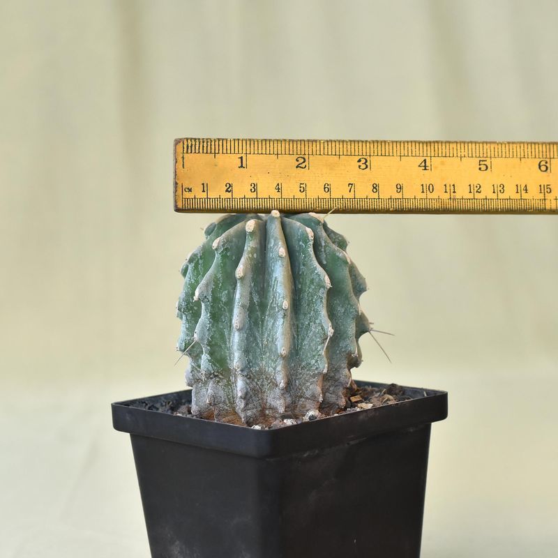 Ferocactus glaucescens Inermis with ruler for size reference