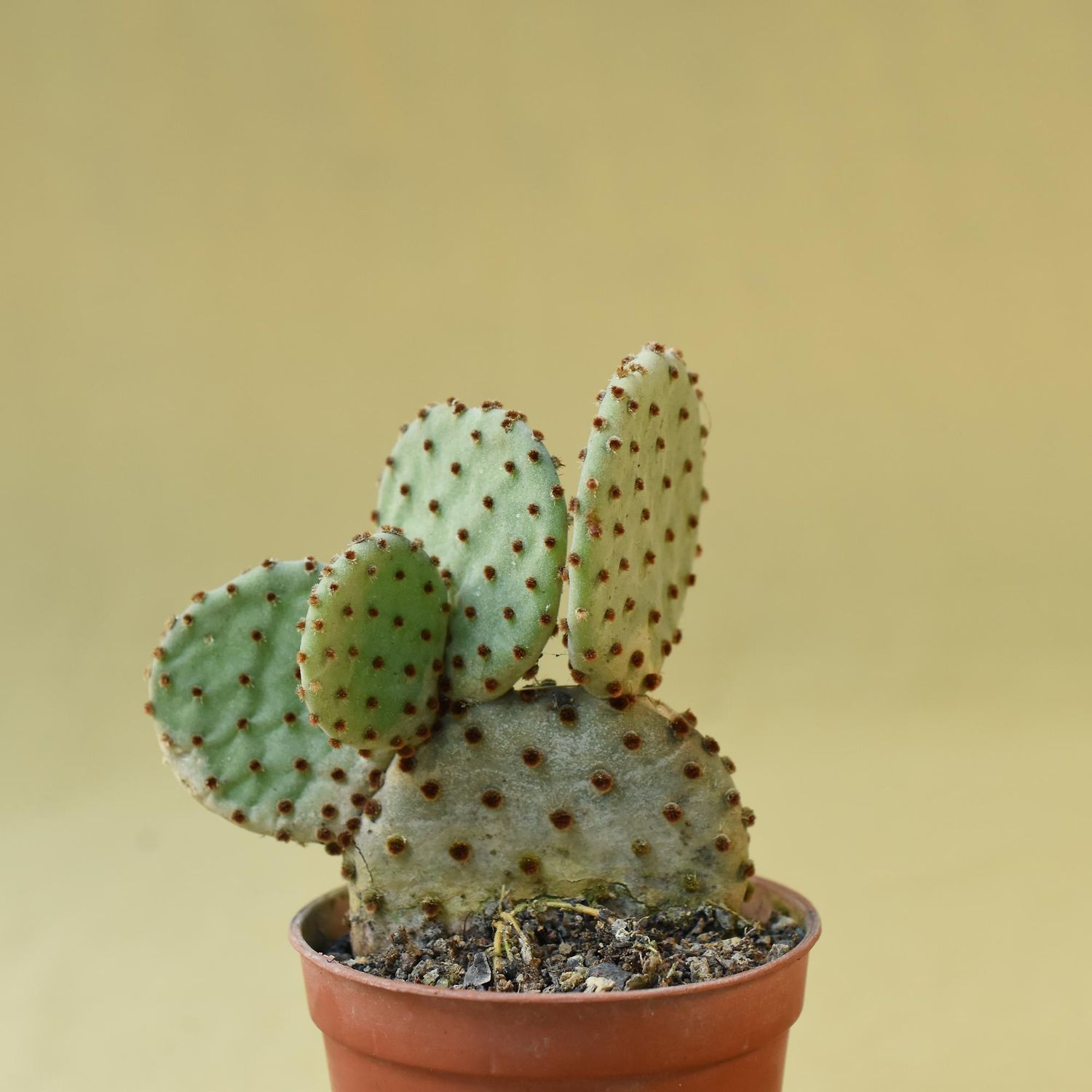Opuntia rufida