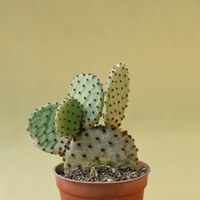 Opuntia rufida