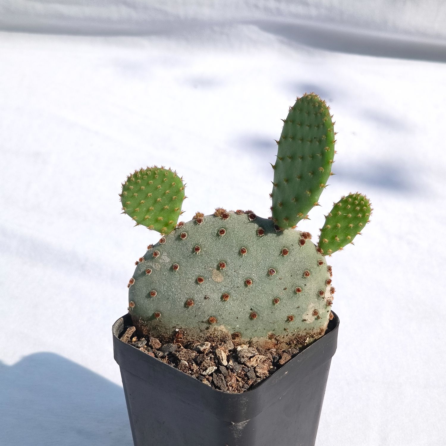 Opuntia rufida