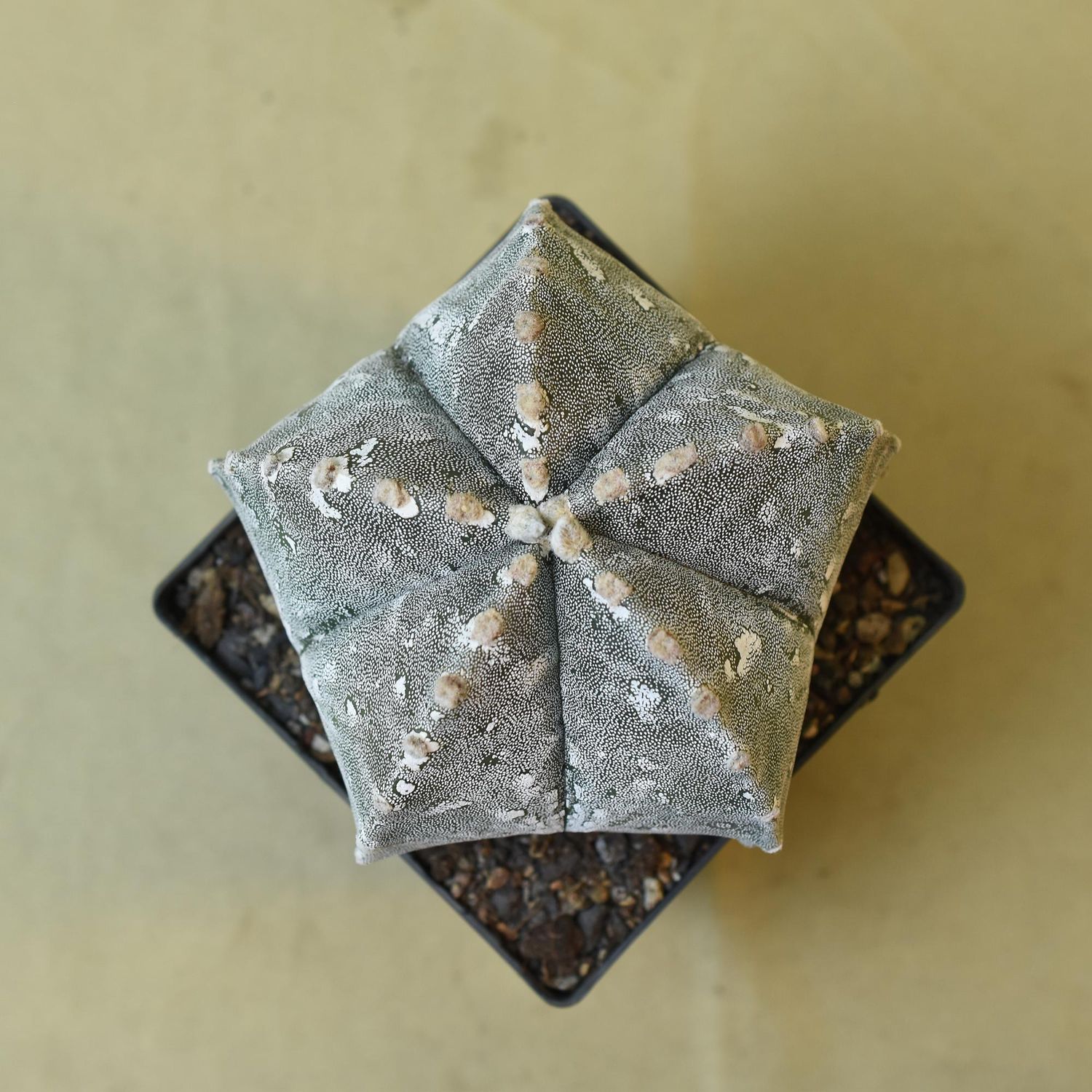 Astrophytum myriostigma  HAKUUN