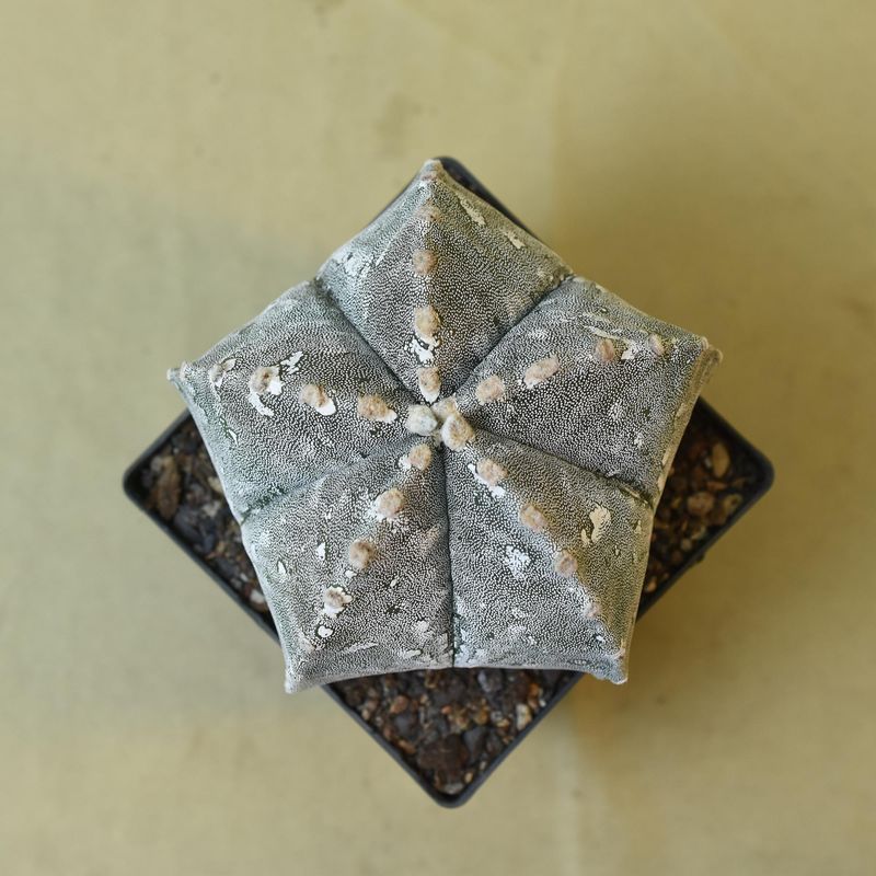 Astrophytum myriostigma  HAKUUN