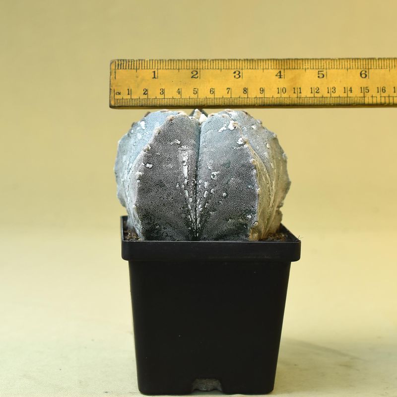 Astrophytum myriostigma HAKUUN