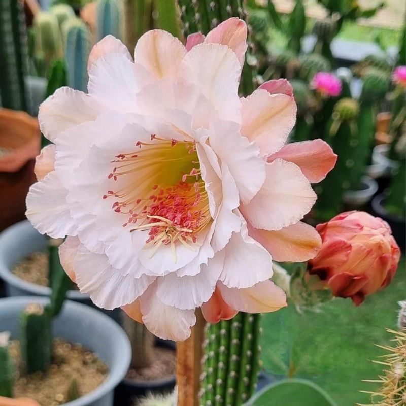 Hildewintera hybrid Mocca