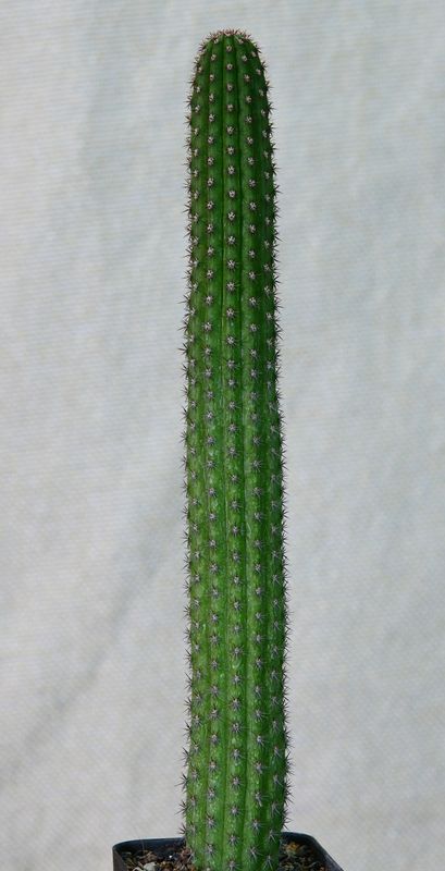 Hildewintera hybrid Mocca tall columnar form