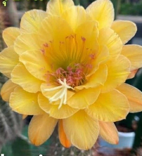 Hildewintera 'Traisenkönig'