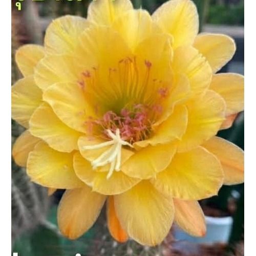 Hildewintera 'Traisenkönig'