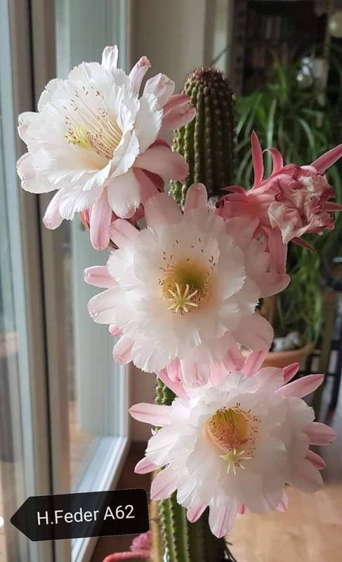 Hildewintera hybrid Feder A62