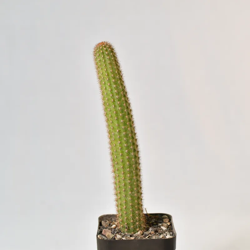 Hildewintera hybrid Feder A62