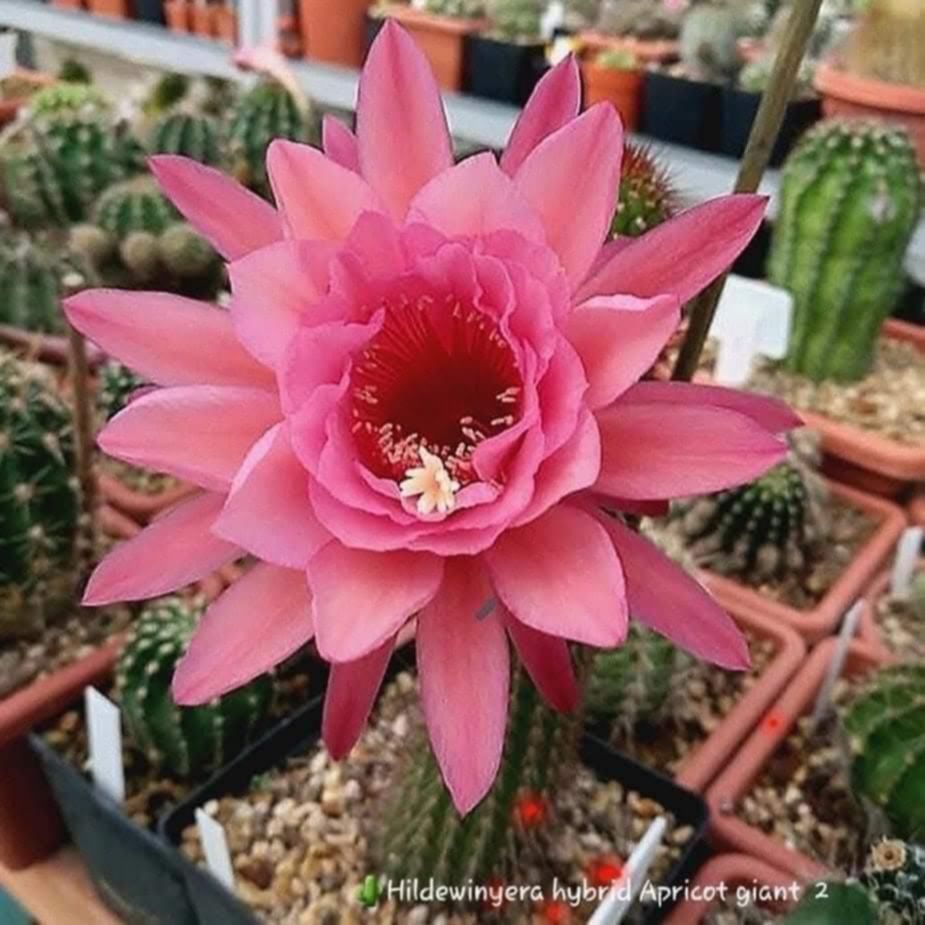 Hildewintera  hybrid Apricot Giant # 2