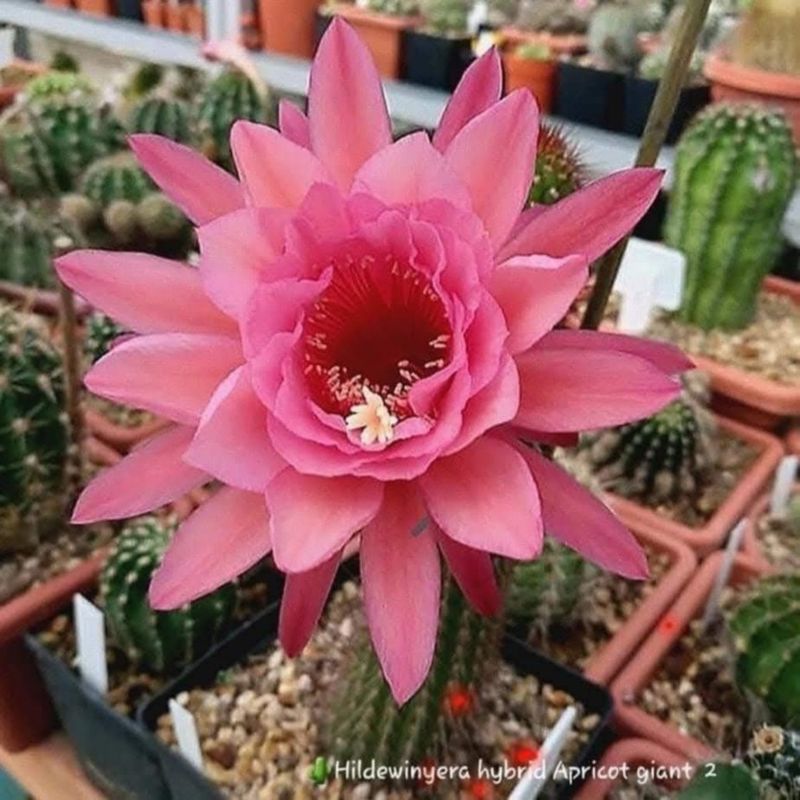 Hildewintera  hybrid Apricot Giant # 2