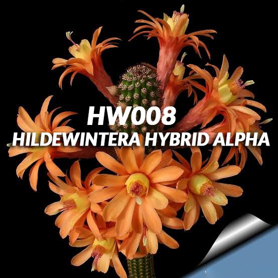 Hildewintera hybrid Alpha