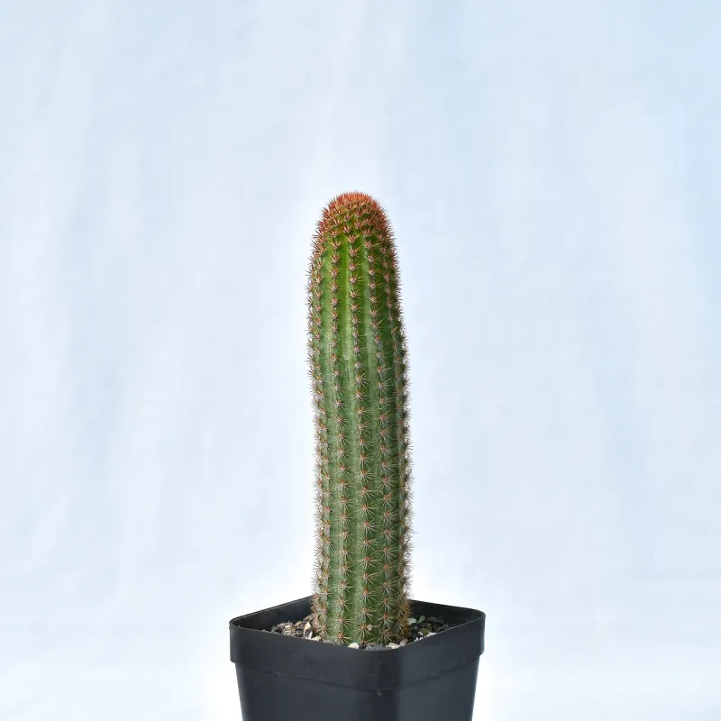 Hildewintera hybrid Alpha tall columnar form in pot
