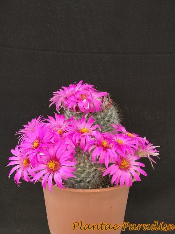 Mammillaria Guelzowiana-with flower