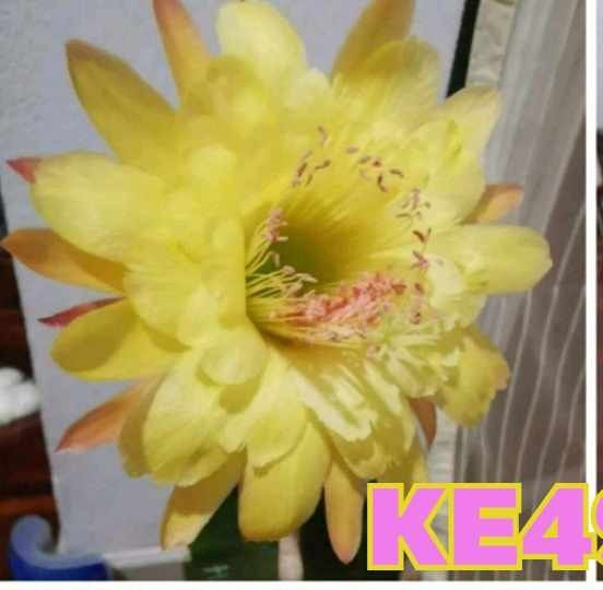 Hildewinteria hybrid KE4996