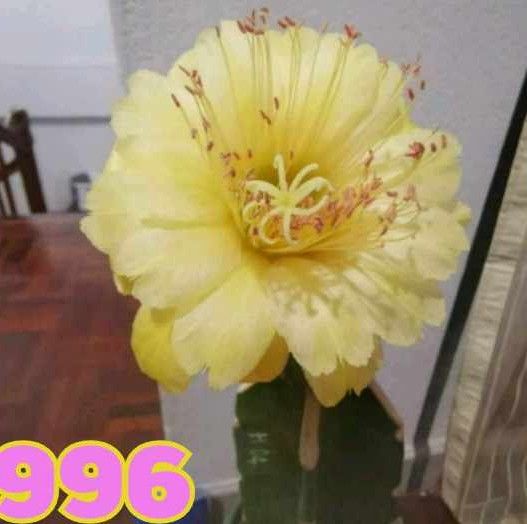 Hildewinteria hybrid KE4996