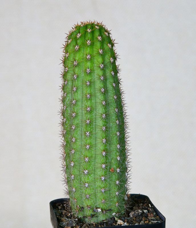 Hildewinteria hybrid KE4996 columnar cactus with small white flowers