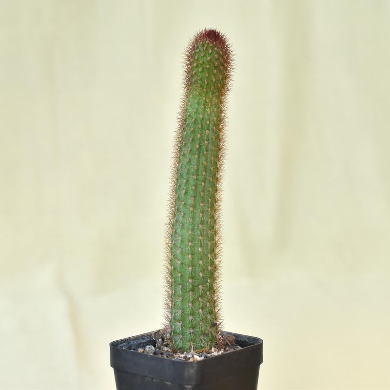 Hildewintera Humkes Rubin