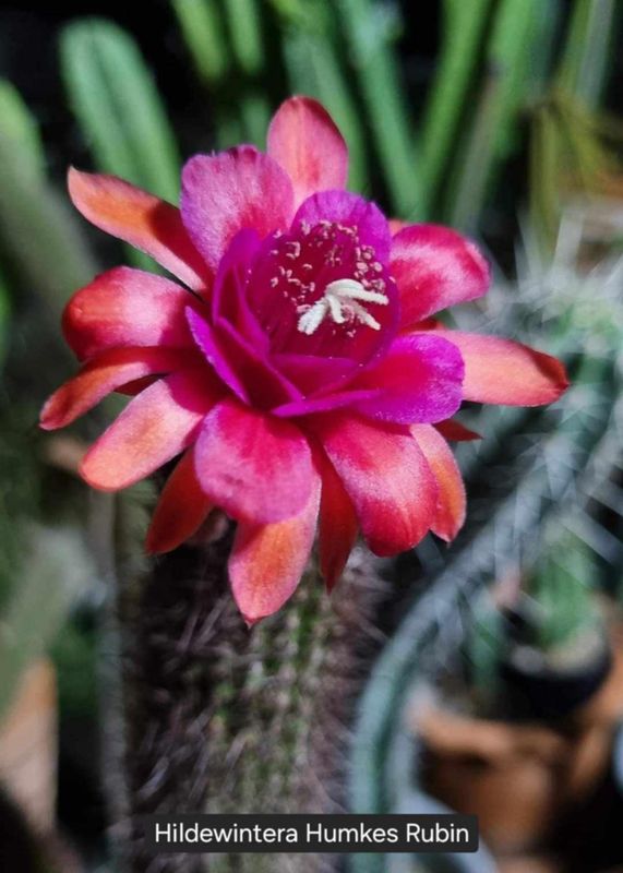 Hildewintera Humkes Rubin