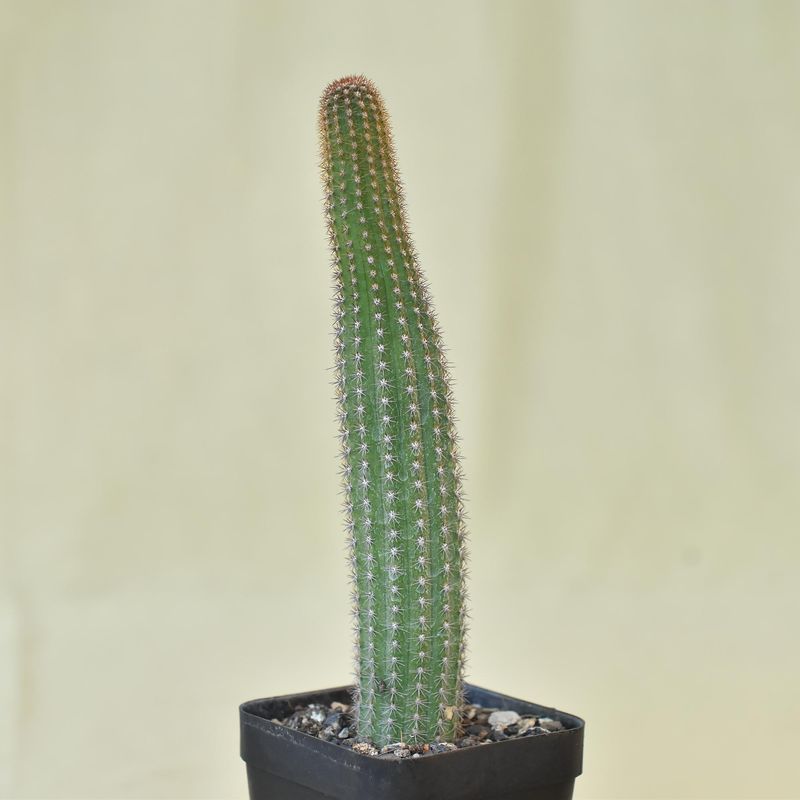 Hildewintera hybrid Blind Date