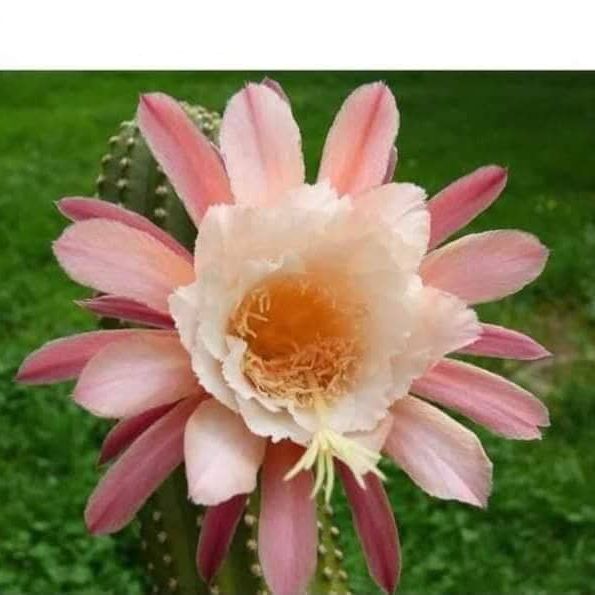 Hildewintera hybrid Blind Date