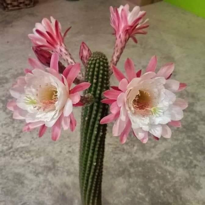 Hildewintera hybrid Feder