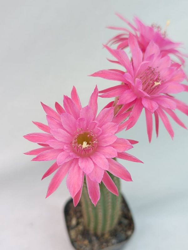 Hildewintera Bum 976 potted specimen with two pink flowers in close-up view