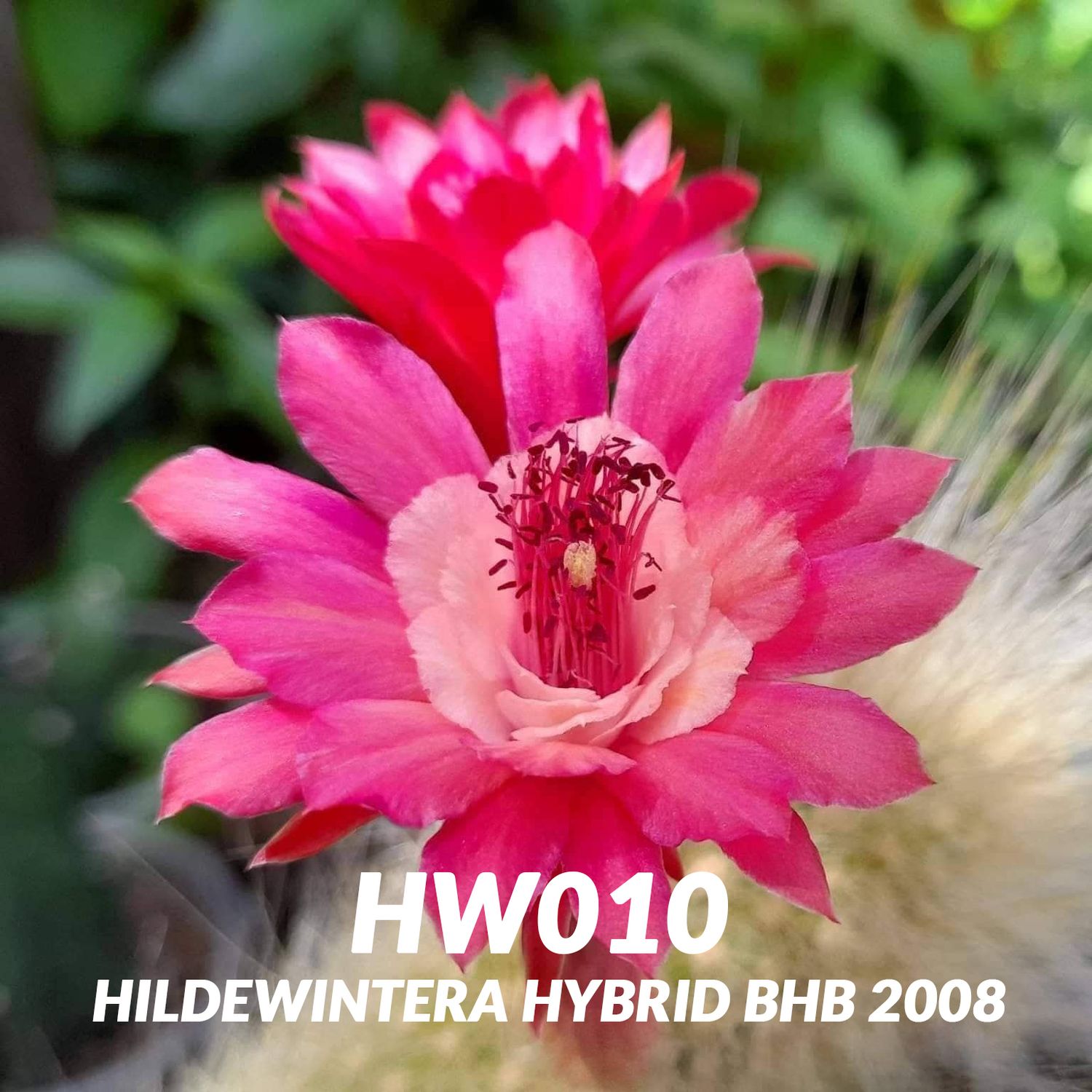 Hildewintera hybrid BHB 2008