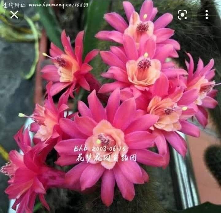 Hildewintera hybrid BHB 2008