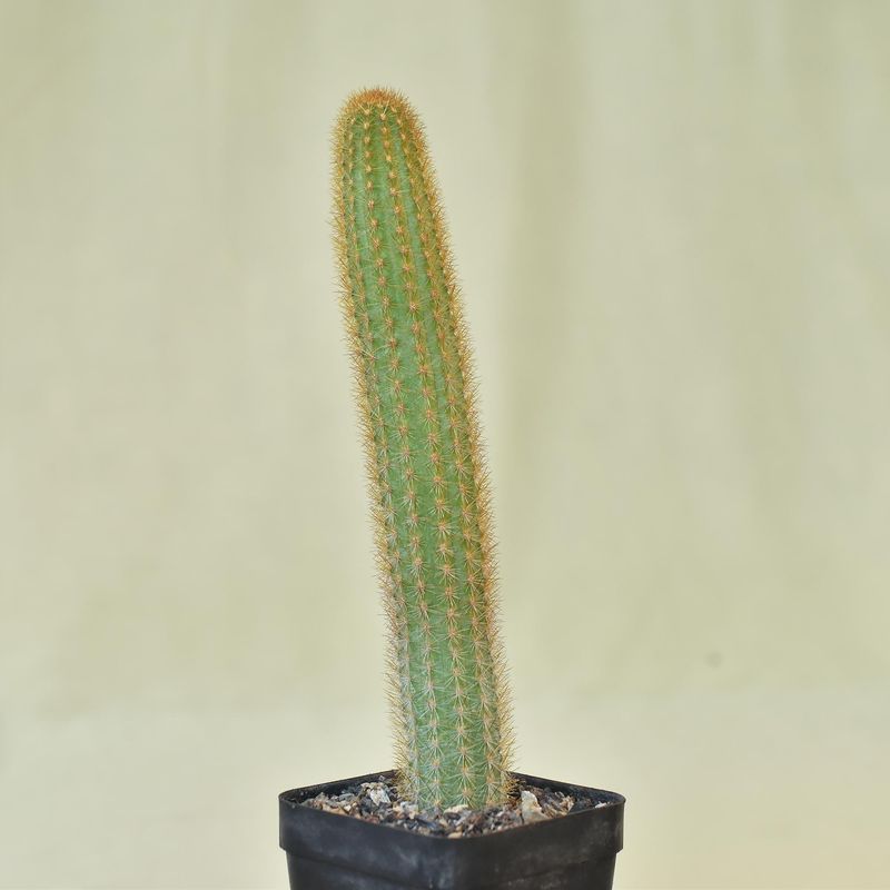Hildewintera hybrid AMETHYST