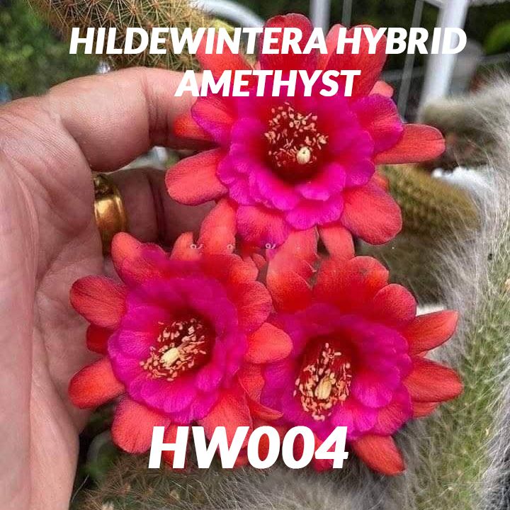 Hildewintera hybrid AMETHYST