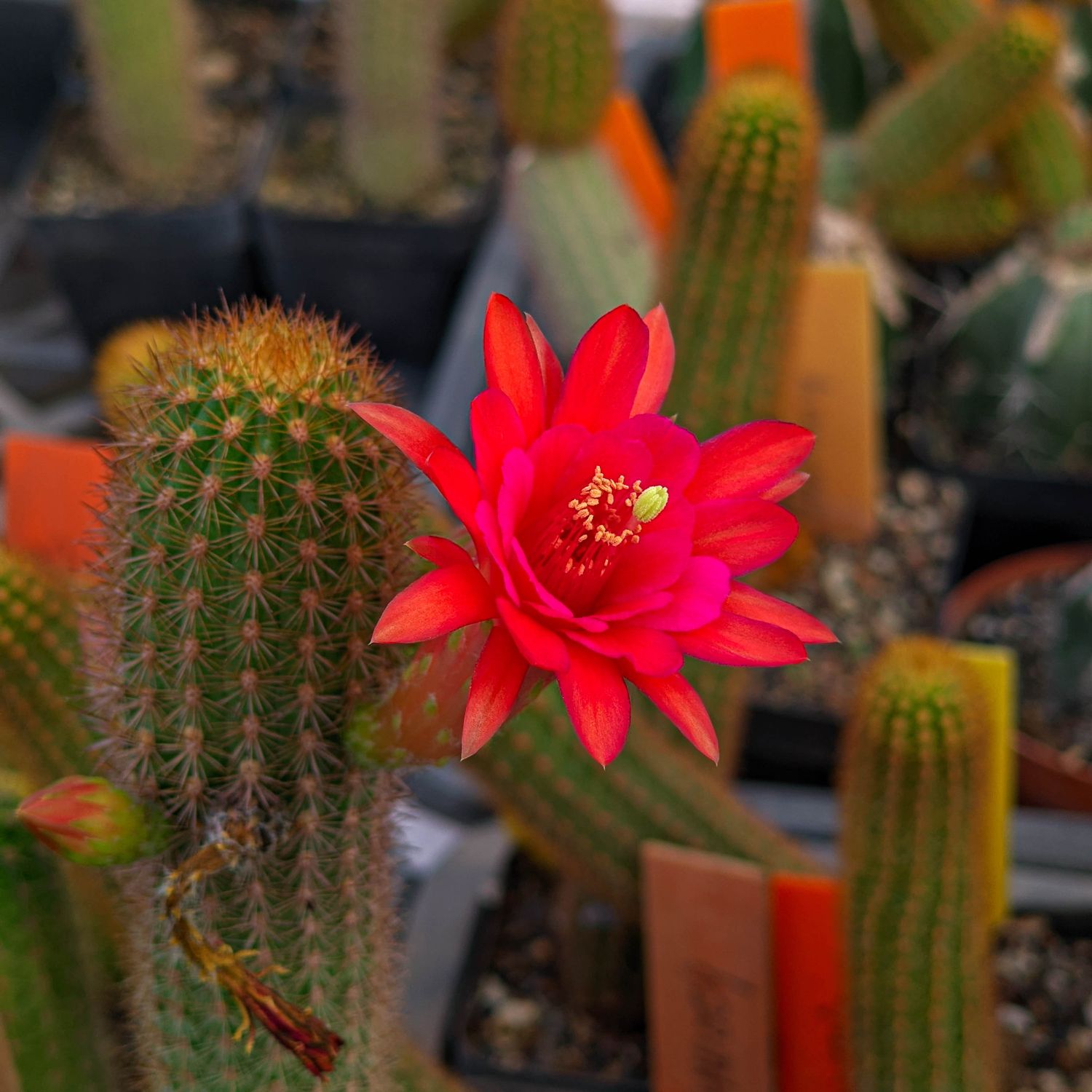 Hildewintera hybrid AMETHYST