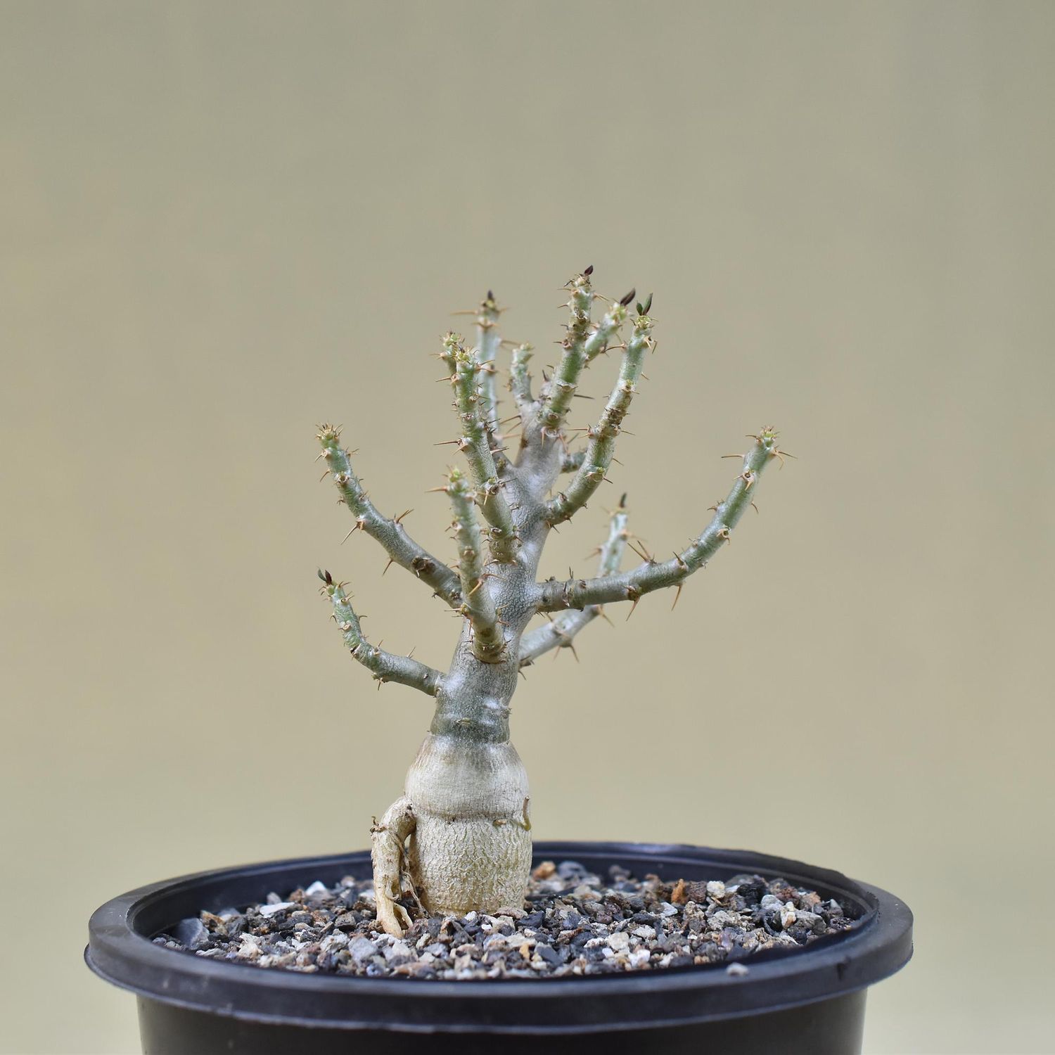 Pachypodium bispinosum