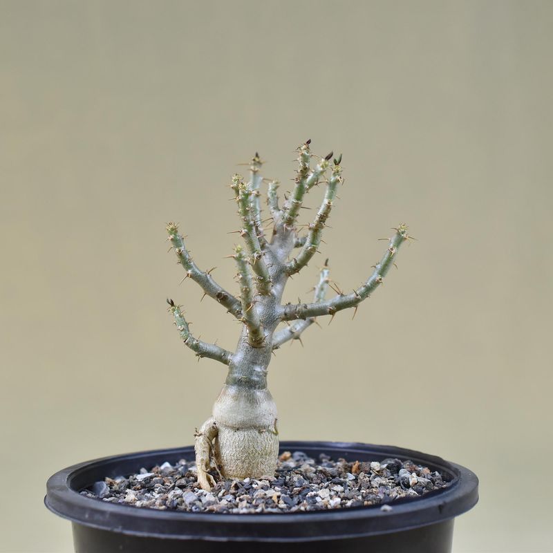 Pachypodium bispinosum