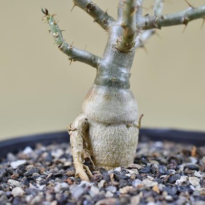 Pachypodium bispinosum