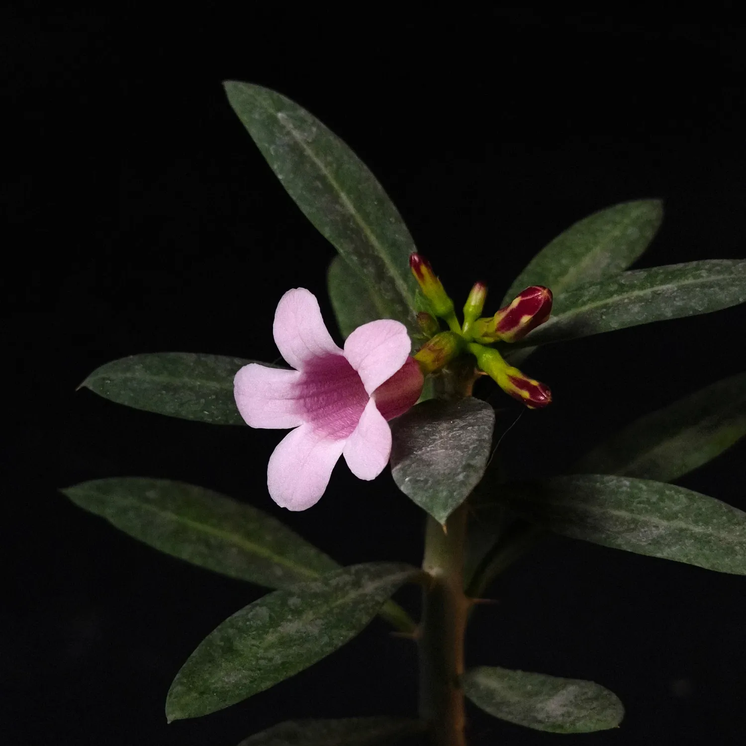 Pachypodium bispinosum Pachypodium bispinosum
