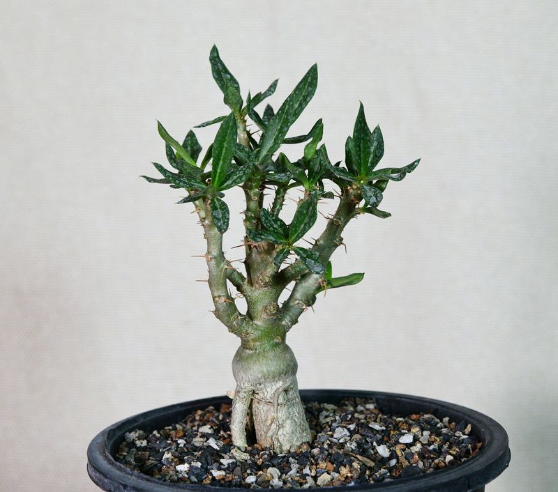 Pachypodium bispinosum young specimen with sparse branching