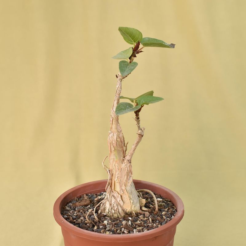 Ficus palmerii