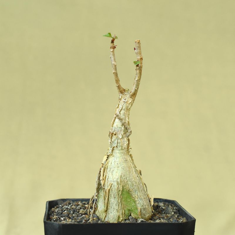 Ficus palmerii