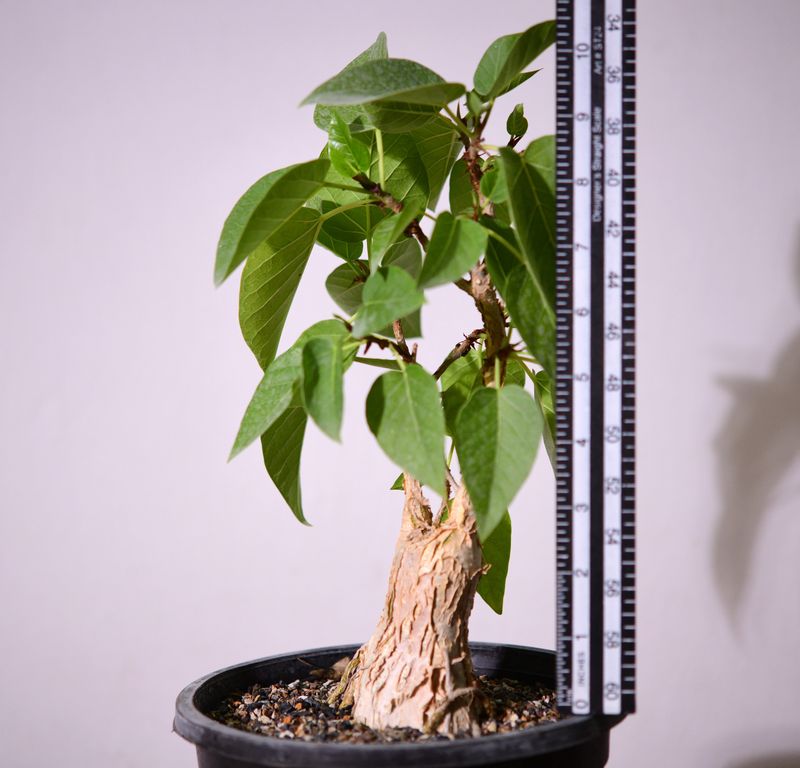 Ficus palmerii with ruler for size reference