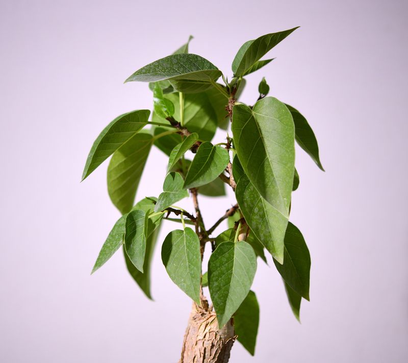 Ficus palmerii front view