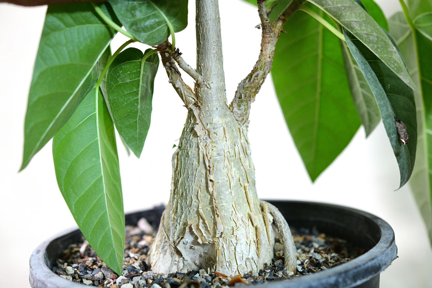 Ficus palmerii with prominent thick trunk