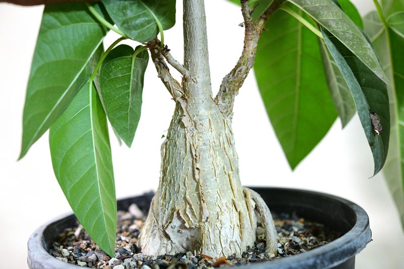 Ficus palmerii with prominent thick trunk
