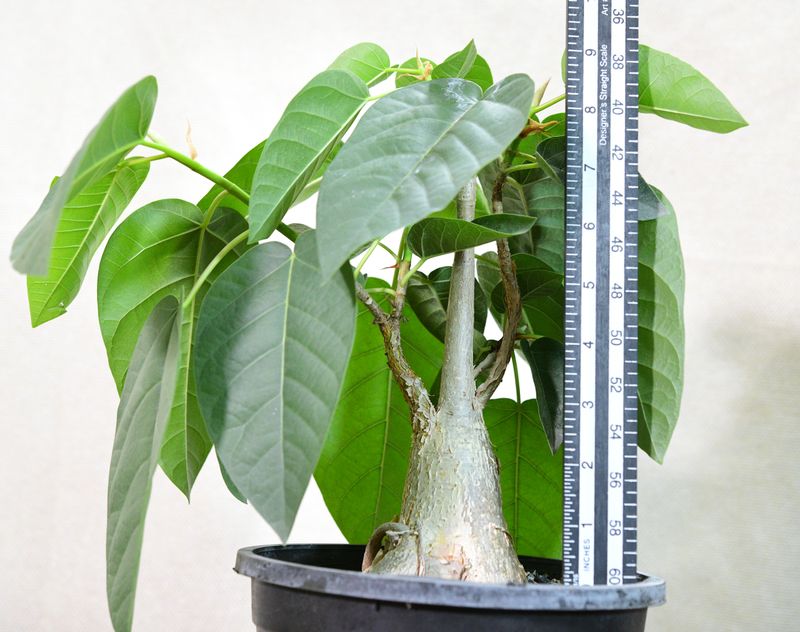Ficus palmerii with measurement scale