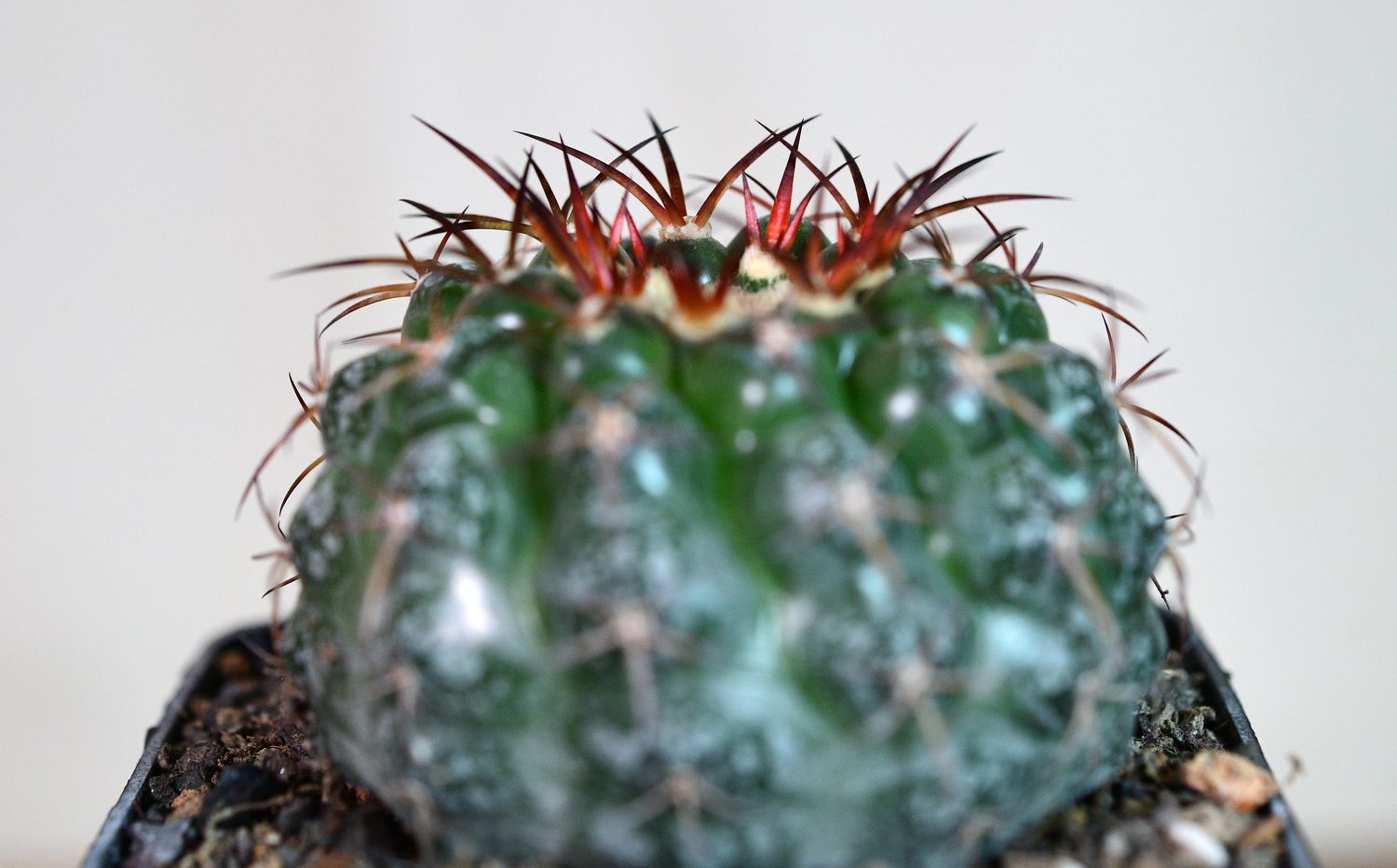 Discocactus ferricola