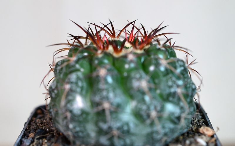 Discocactus ferricola