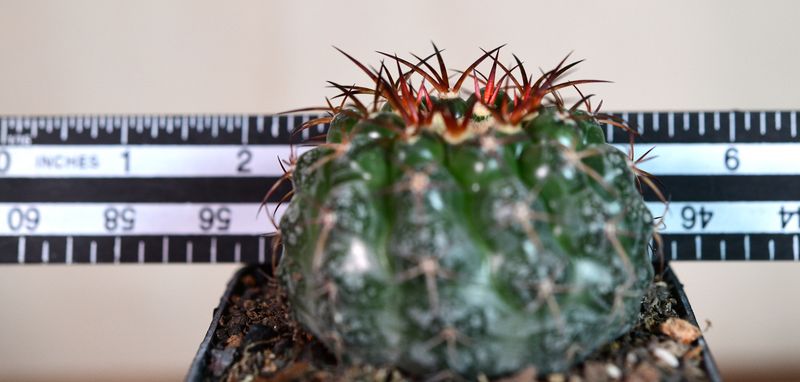 Discocactus ferricola