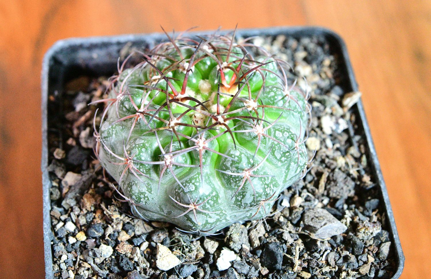 Discocactus ferricola top-down view