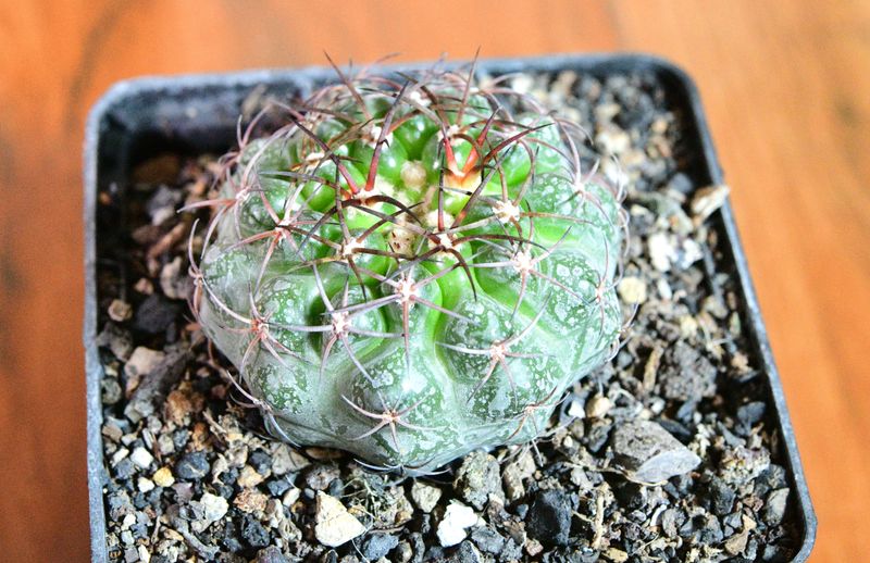 Discocactus ferricola top-down view